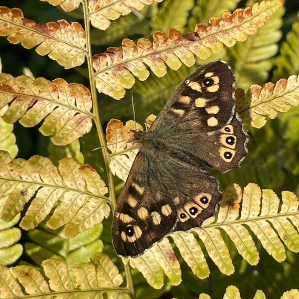 <h3>Pararge aegeria / Speckled wood / Bont zandoogje</h3>